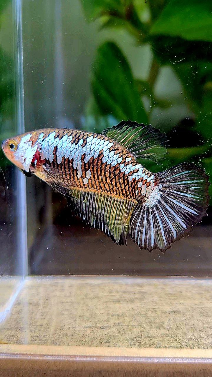 FEMALE HALFMOON BLACK SAMURAI YELLOW WASH BETTA FISH