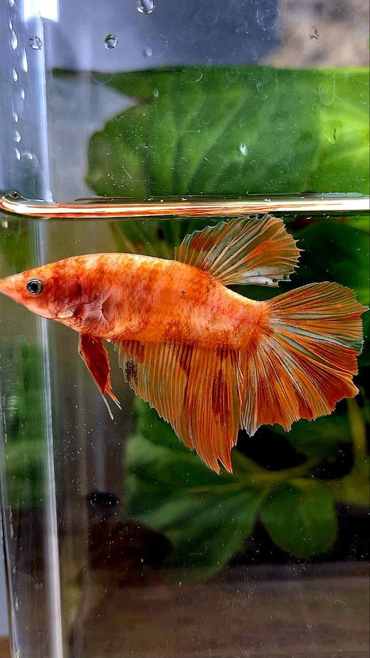 FEMALE HALFMOON LEOPARD FIRE MARBLE BETTA FISH