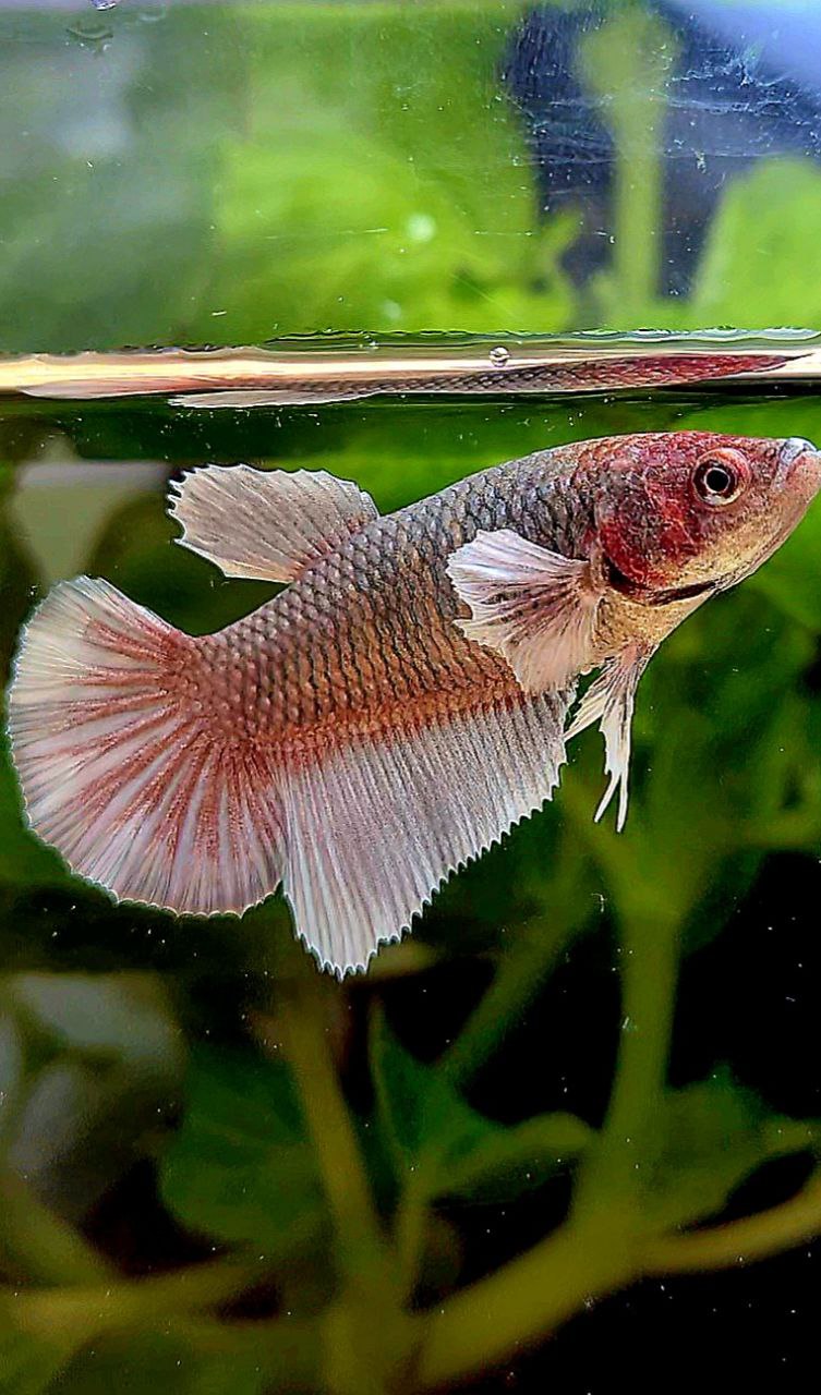 FEMALE HALFMOON BIG EAR COPPER BETTA FISH