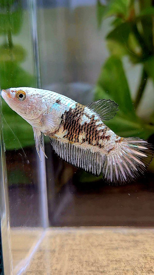 FEMALE PLAKAT BLACK SAMURAI SNOW MASKING BETTA FISH