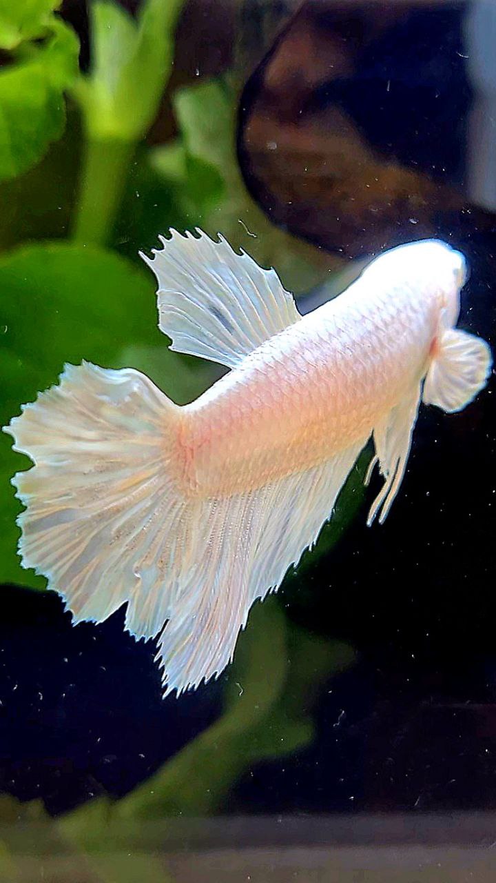 FEMALE HALFMOON WHITE PLATINUM BETTA FISH