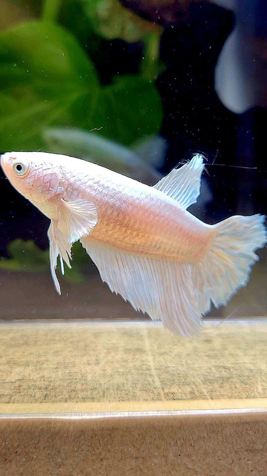 FEMALE HALFMOON WHITE PLATINUM BETTA FISH