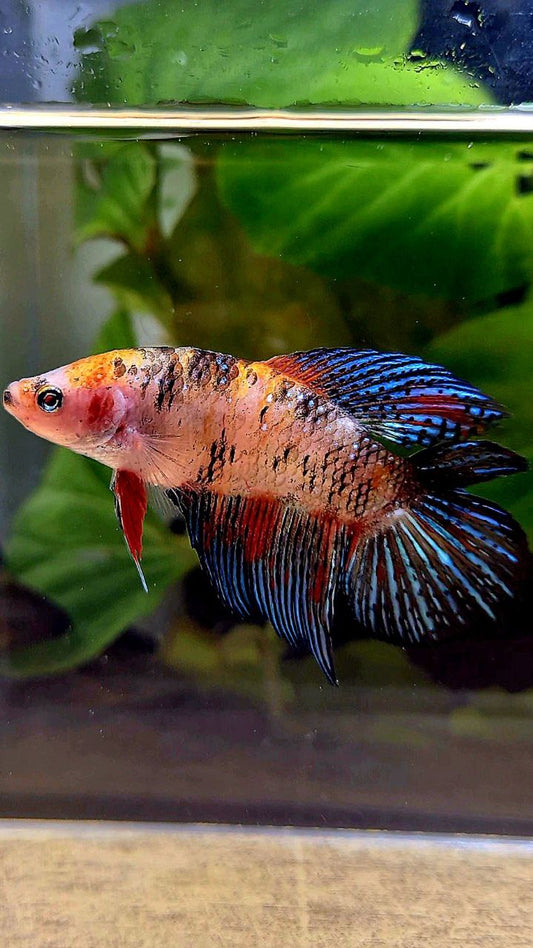 FEMALE VEILTAIL DOUBLE TAIL KOI MULTICOLOR BETTA FISH
