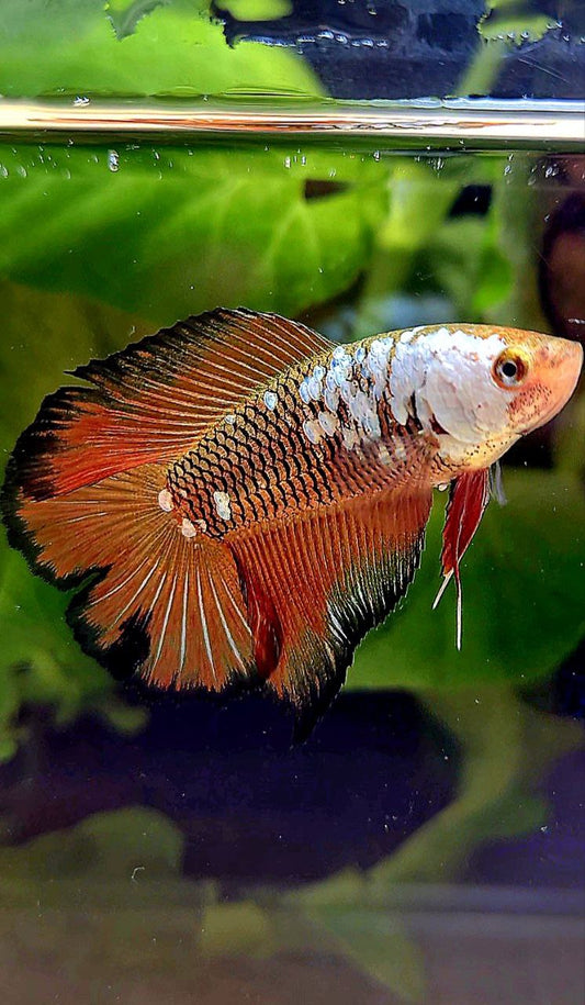3 FISH FEMALE HALFMOON DOUBLE TAIL RED SAMURAI SNOW MASKING, FEMALE HALFMOON DUMBO EAR GOLD, FEMALE HALFMOON DOUBLE TAIL MASCOT BETTA FISH