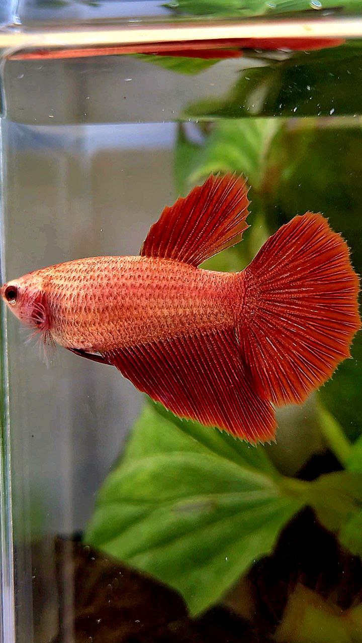 FEMALE HALFMOON SUPER RED BETTA FISH