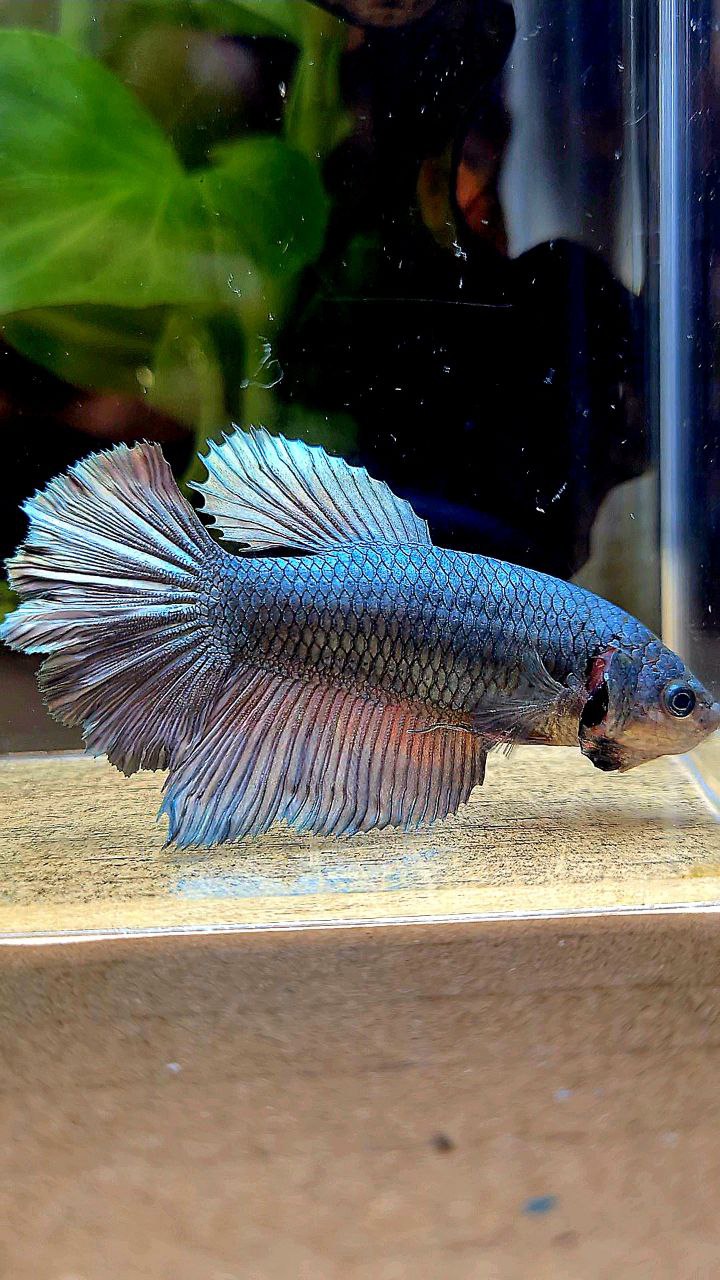 FEMALE HALFMOON COPPER ARMY BETTA FISH