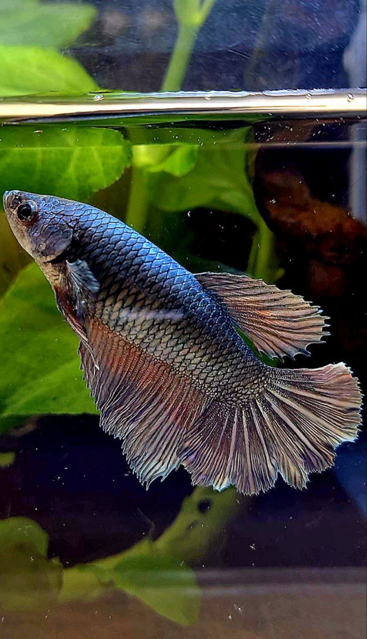 FEMALE HALFMOON COPPER ARMY BETTA FISH