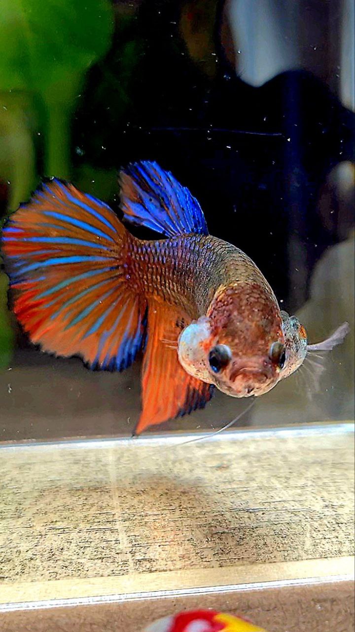 FEMALE VEILTAIL BLUE ORANGE FANCY MULTICOLOR BETTA FISH