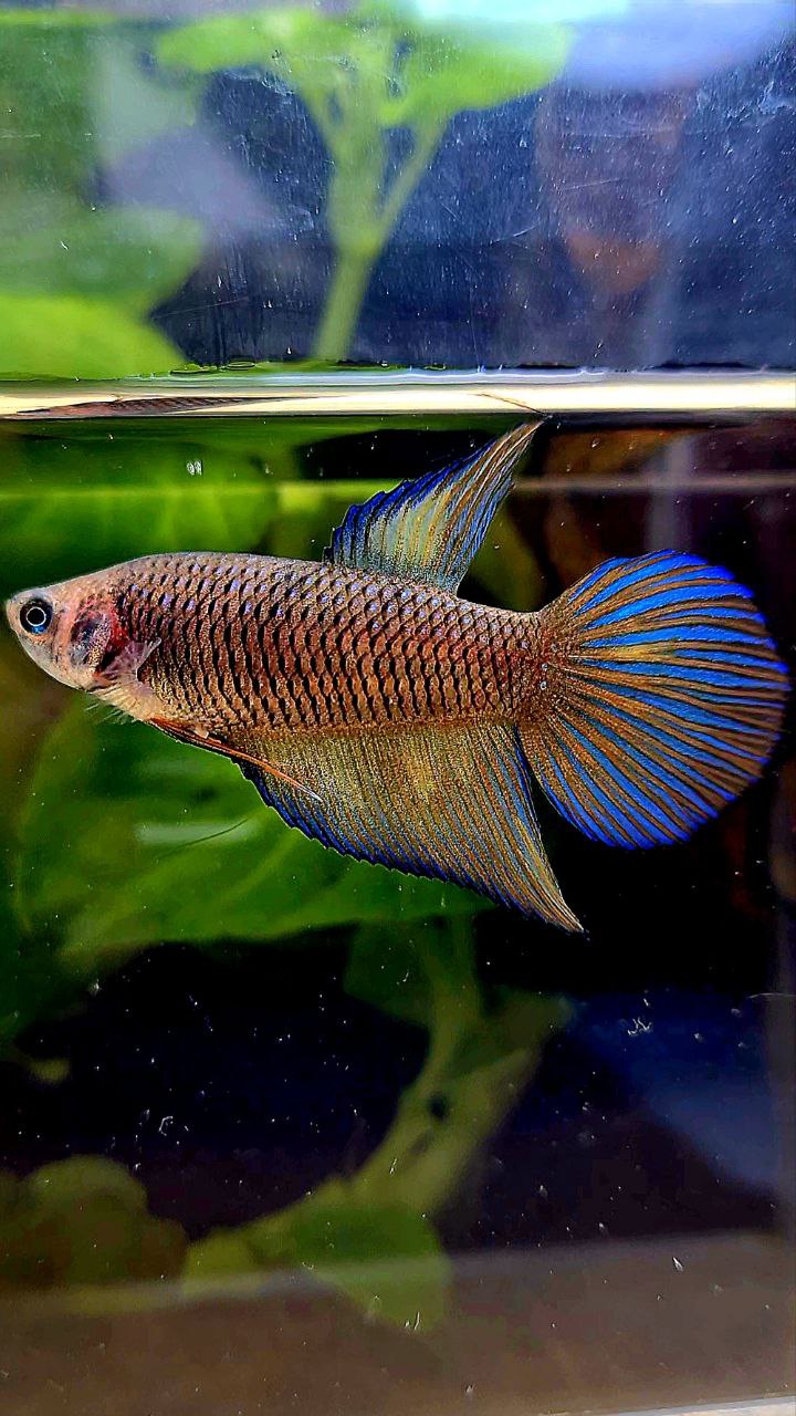 FEMALE VEILTAIL DARK YELLOW PINEAPPLE BETTA FISH