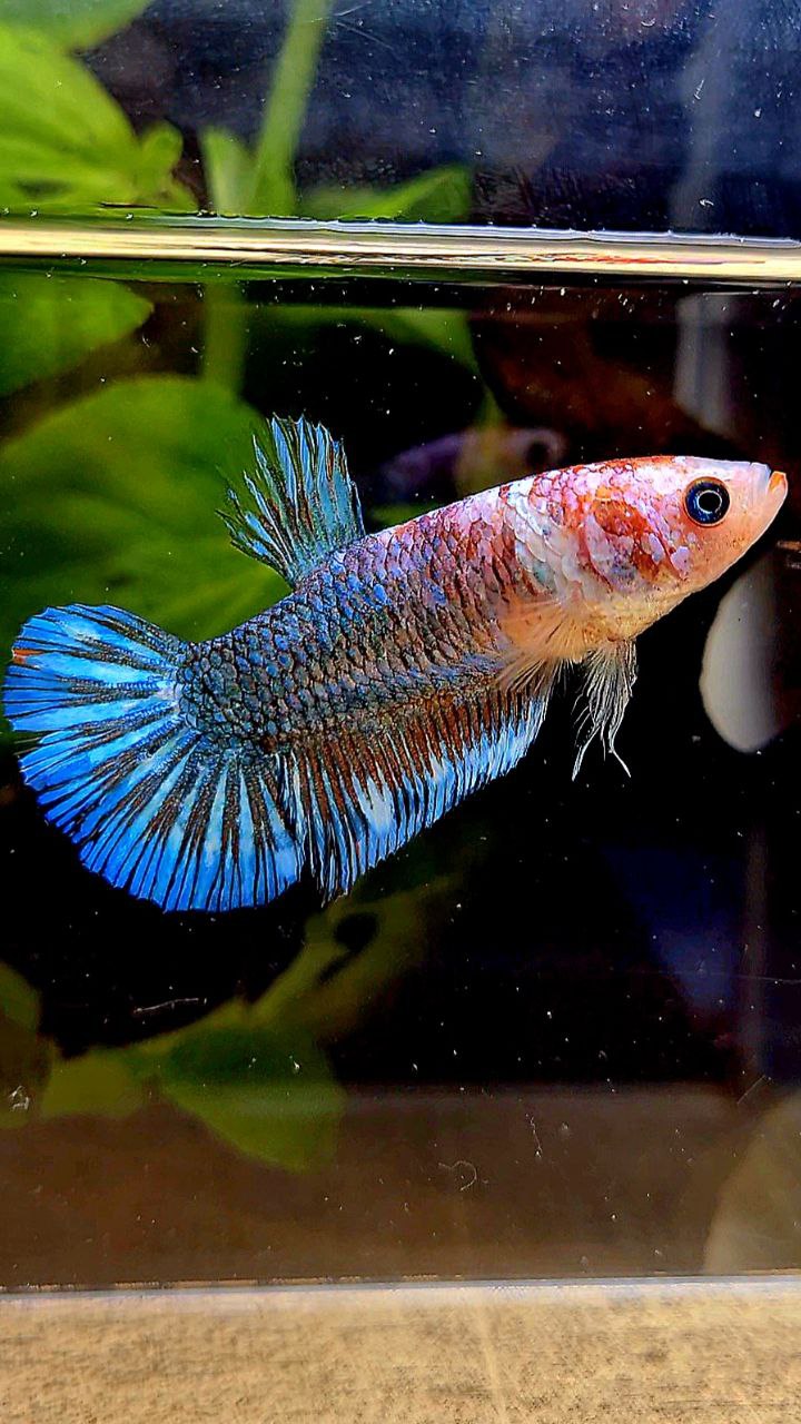 XL FEMALE PLAKAT BLUE FANCY BETTA FISH
