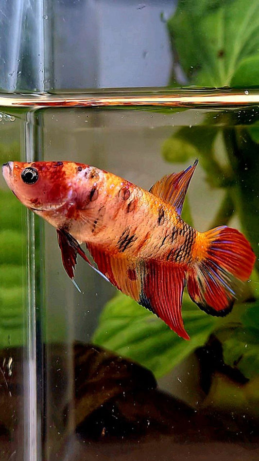 FEMALE VEILTAIL ORANGE KOI TIGER MULTICOLOR BETTA FISH