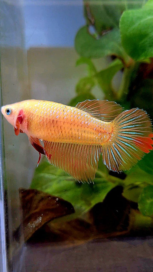 FEMALE HALFMOON ARMAGEDDON BETTA FISH