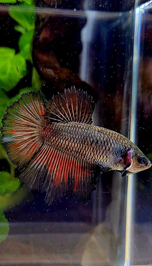 FEMALE HALFMOON ROSETAIL BLACK BETTA FISH