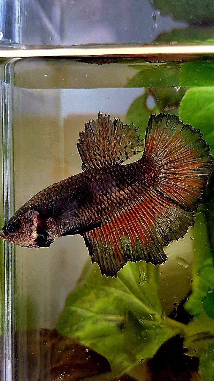 FEMALE HALFMOON ROSETAIL BLACK BETTA FISH