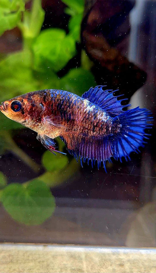 FEMALE CROWNTAIL PLAKAT PURPLE FANCY BETTA FISH