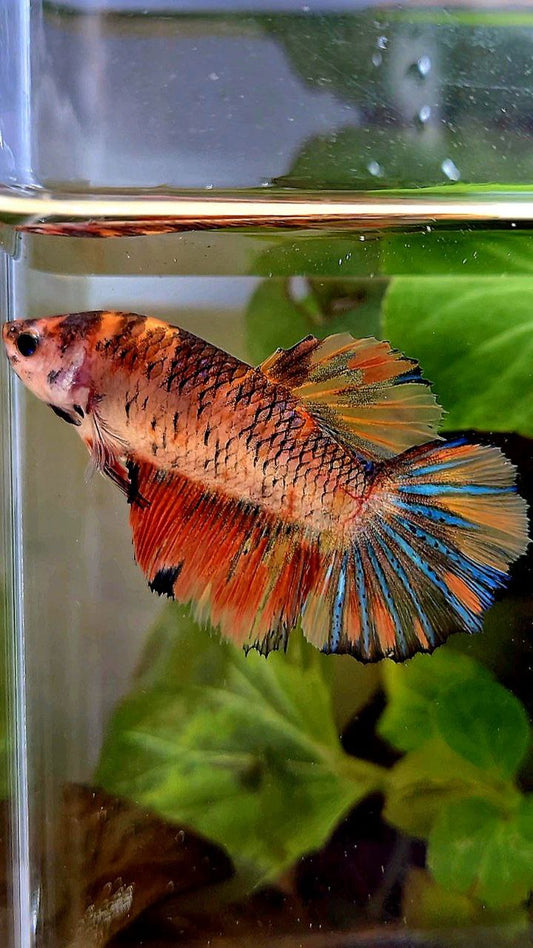 FEMALE HALFMOON ROSETAIL ORANGE KOI MULTICOLOR BETTA FISH