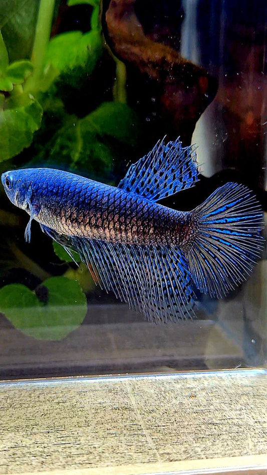 FEMALE HALFMOON ALIEN BLUE HYBRID WILD BETTA FISH