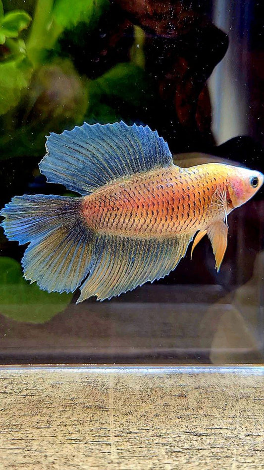 FEMALE HALFMOON DOUBLE TAIL BLUE YELLOW MASCOT BETTA FISH
