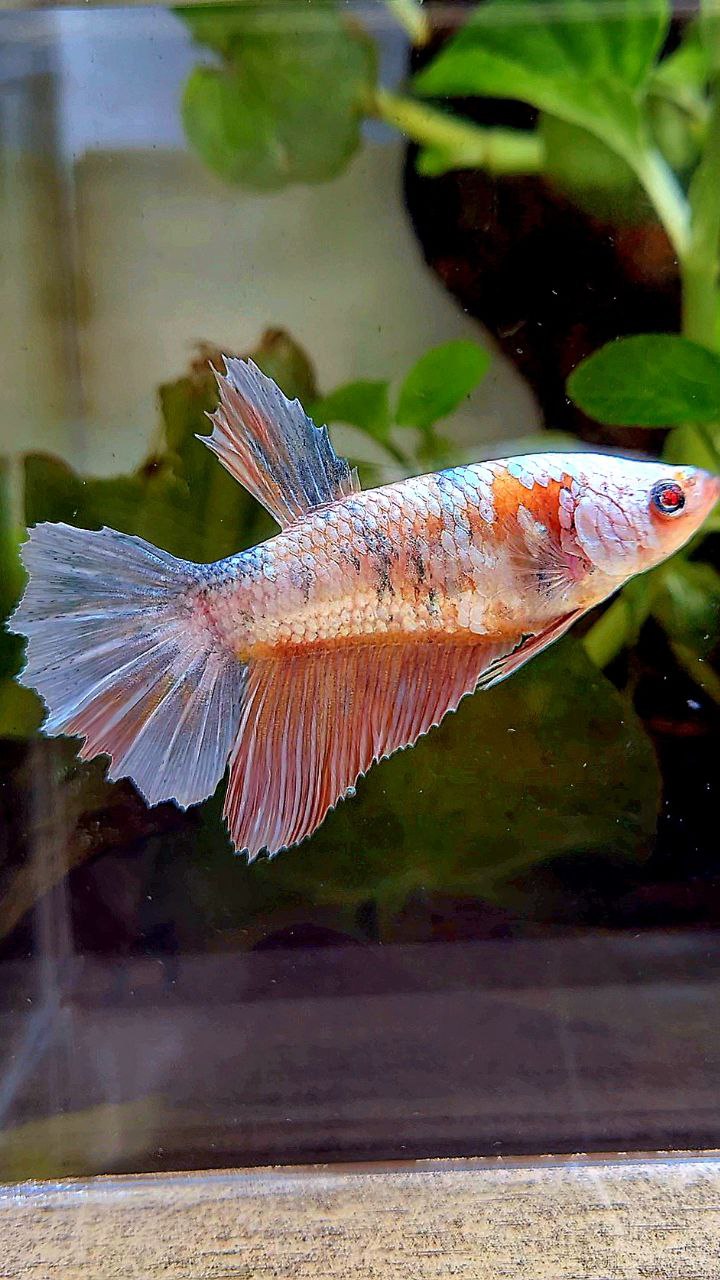 FEMALE HALFMOON RED FANCY COPPER BETTA FISH