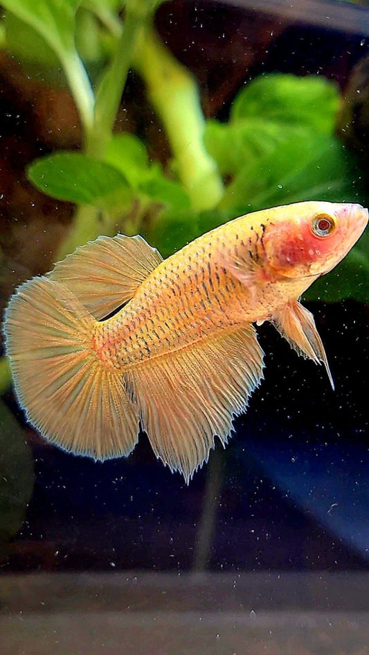 FEMALE HALFMOON SUPER GOLD BETTA FISH