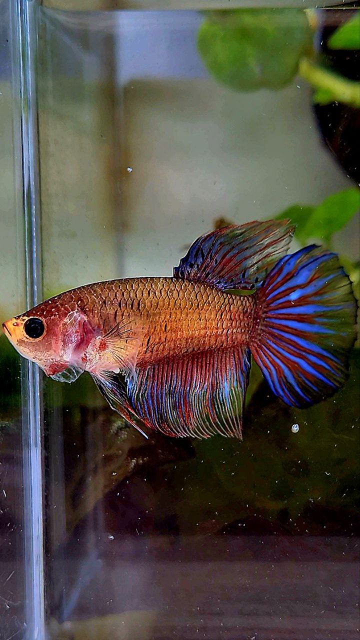 FEMALE HALFMOON DARK PURPLE FANCY BETTA FISH