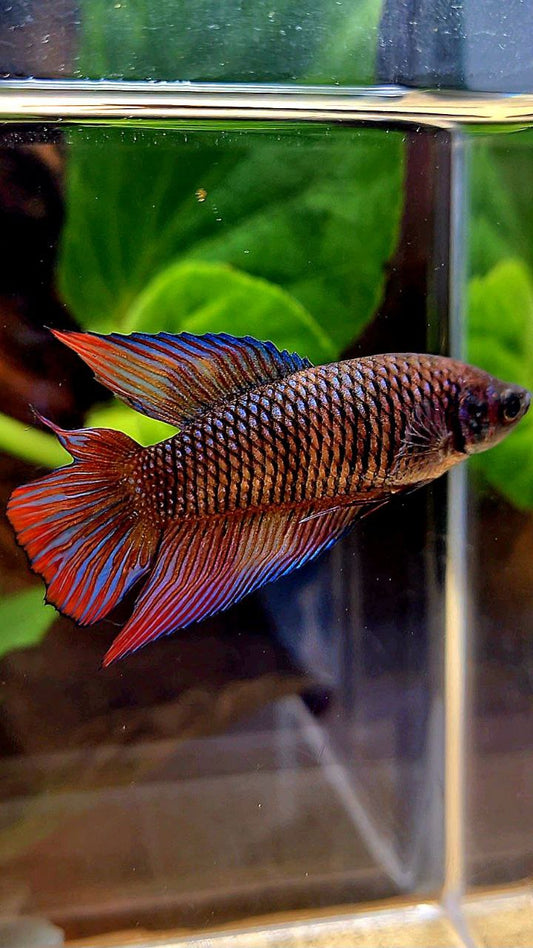 FEMALE VEILTAIL DOUBLE TAIL METTALIC DARK MUTLICOLOR BETTA FISH