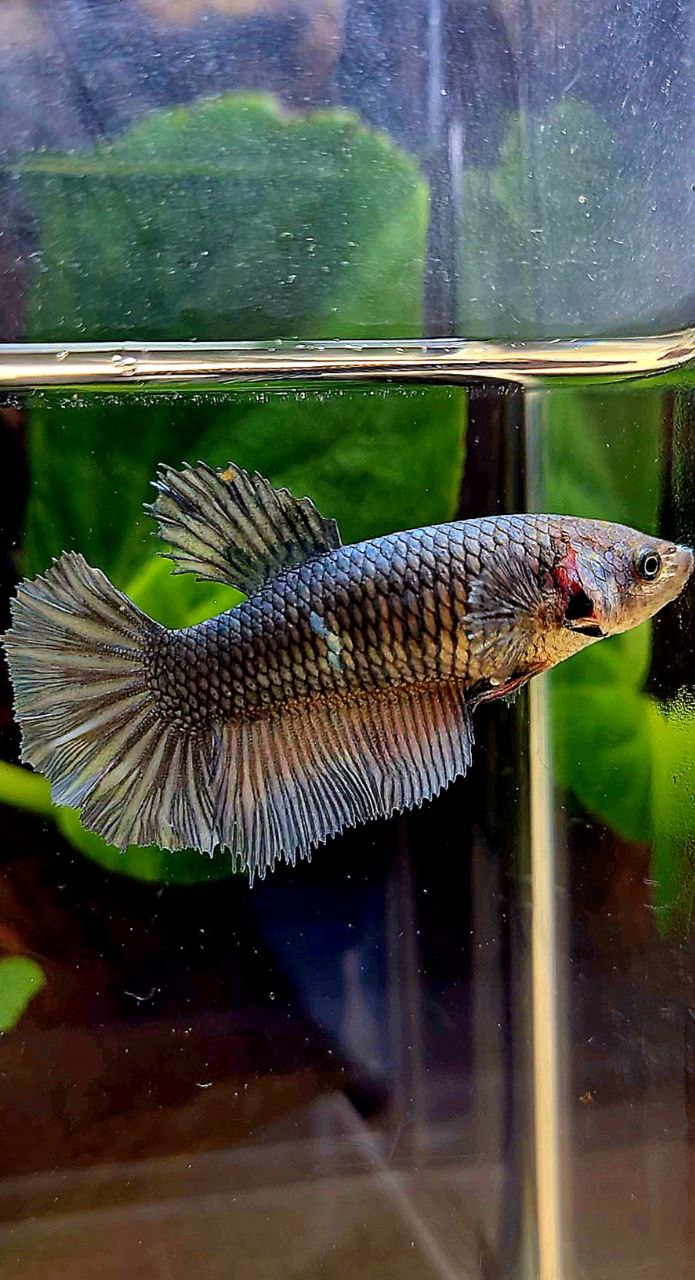 FEMALE HALFMOON COPPER BETTA FISH