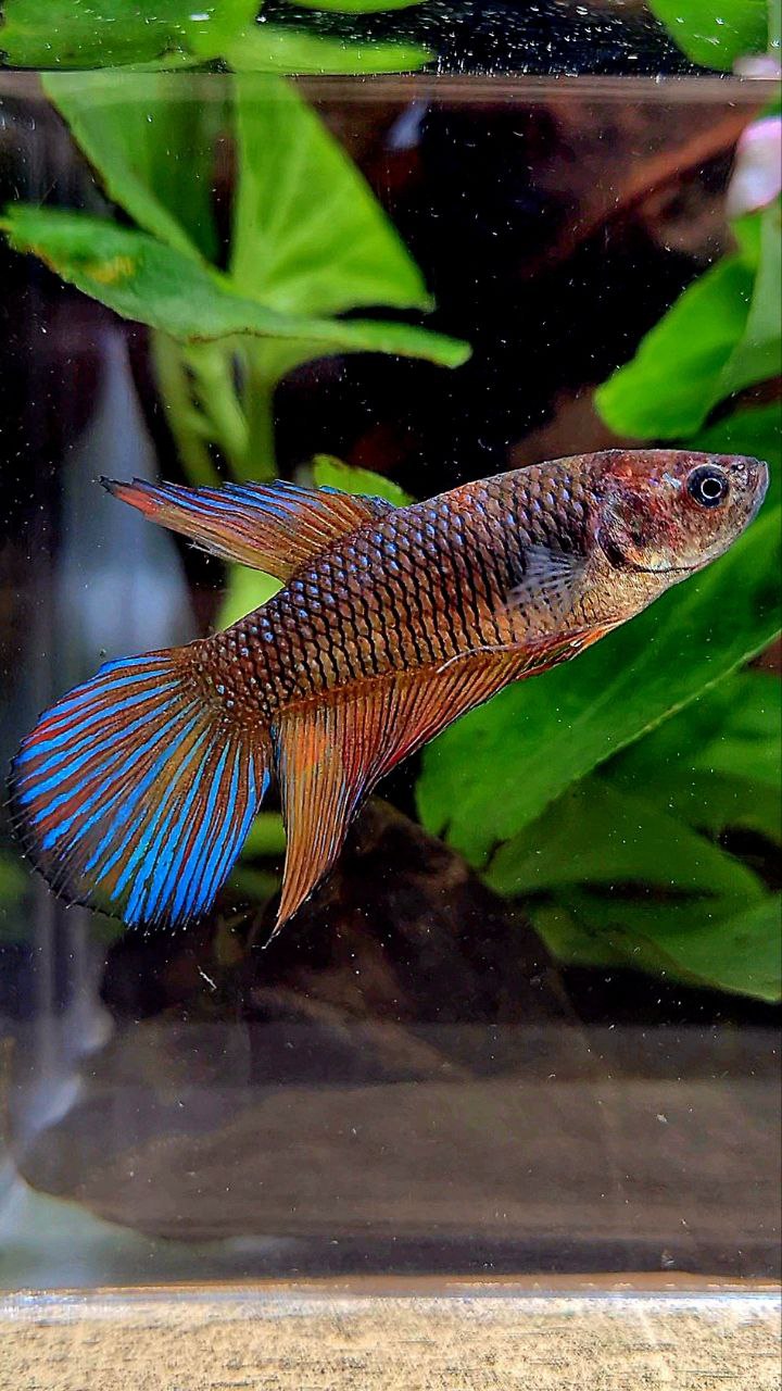 FEMALE VEILTAIL DARK FANCY MULTICOLOR BETTA FISH