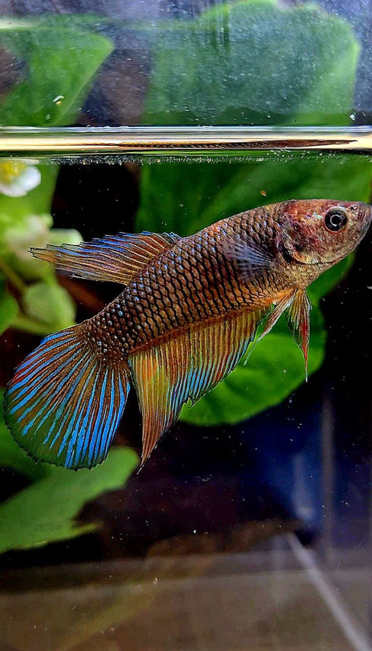 FEMALE VEILTAIL DARK FANCY MULTICOLOR BETTA FISH