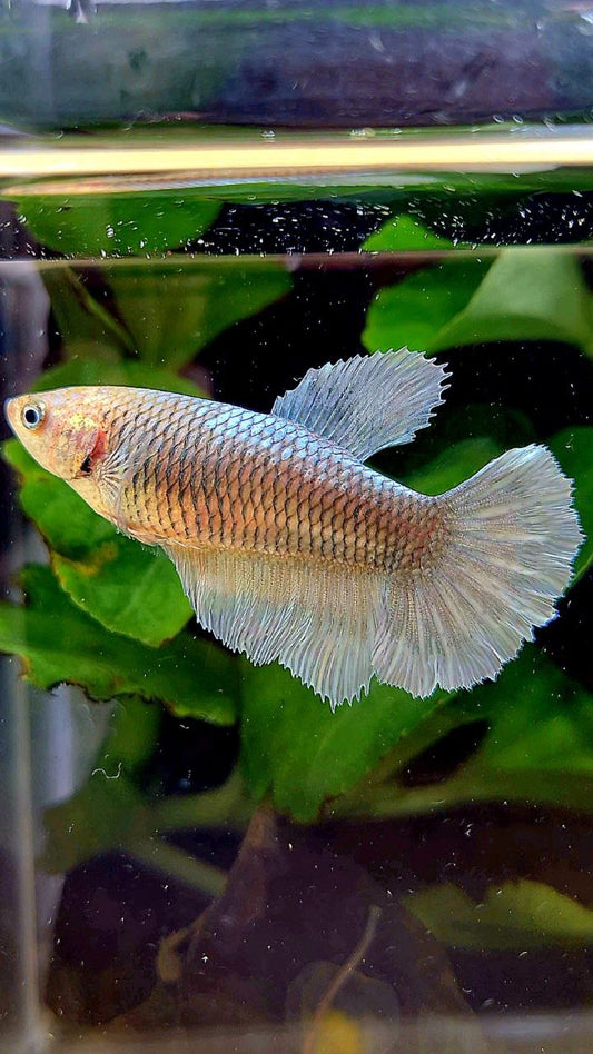 FEMALE HALFMOON COPPER BETTA FISH