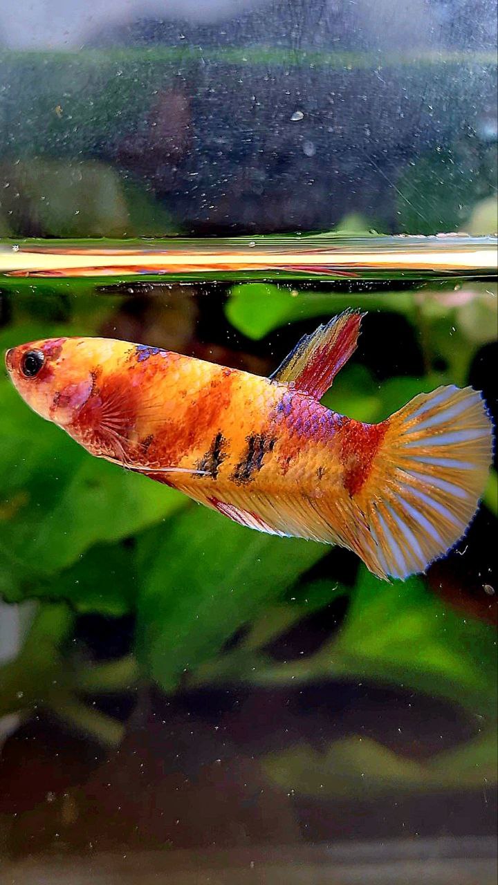 FEMALE PLAKAT ORANGE KOI MULTICOLOR BETTA FISH