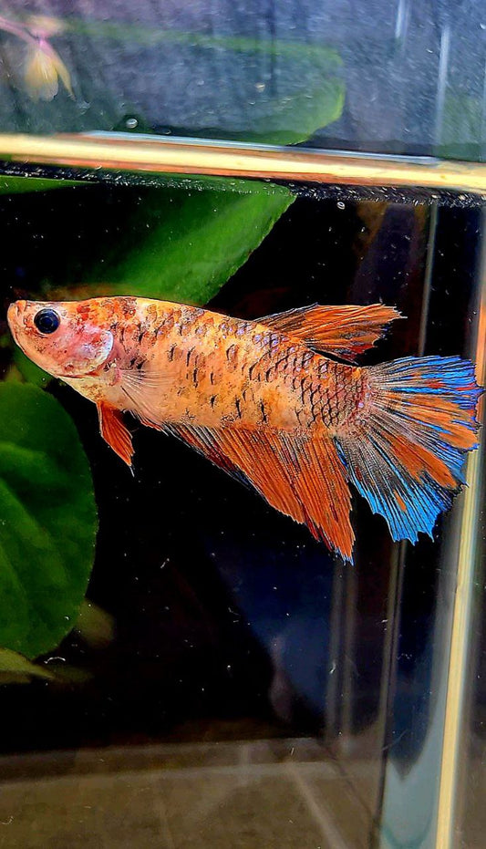FEMALE HALFMOON MULTICOLOR BETTA FISH
