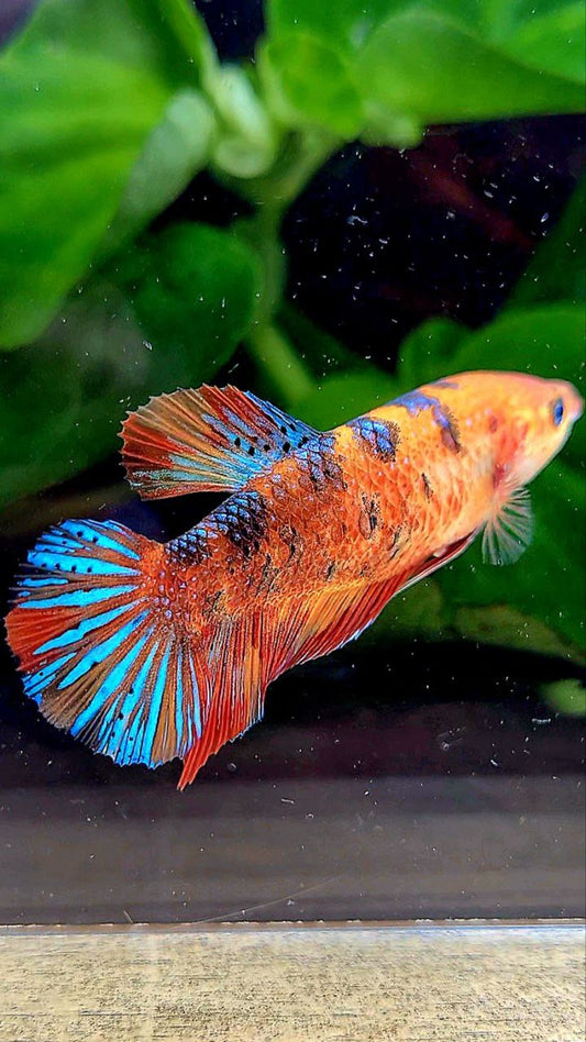 FEMALE PLAKAT METALLIC MULTICOLOR BETTA FISH