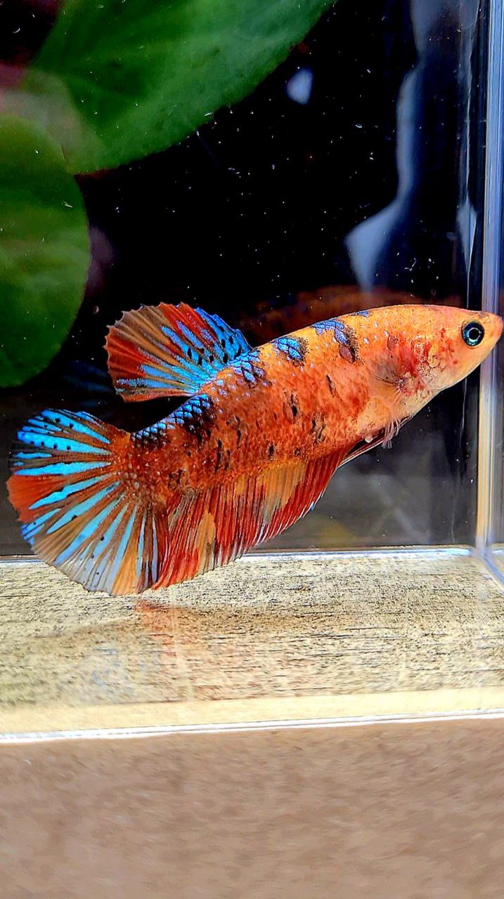 FEMALE PLAKAT METALLIC MULTICOLOR BETTA FISH