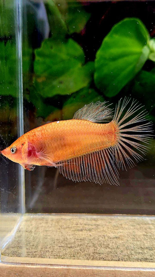 FEMALE HALFMOON ARMAGEDDON BETTA FISH