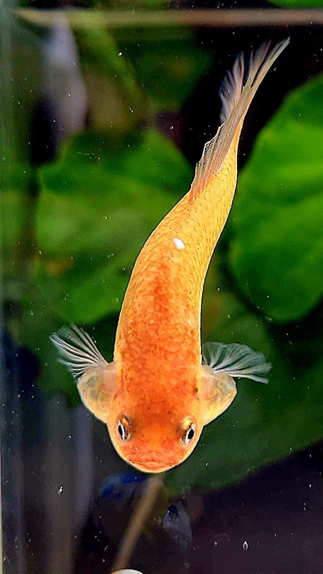 FEMALE HALFMOON ARMAGEDDON BETTA FISH