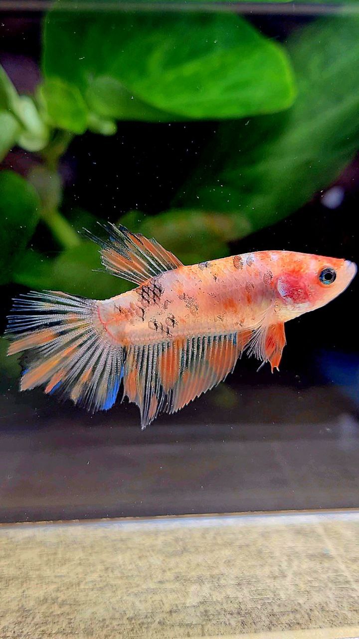 FEMALE HALFMOON KOI MULTICOLOR BETTA FISH