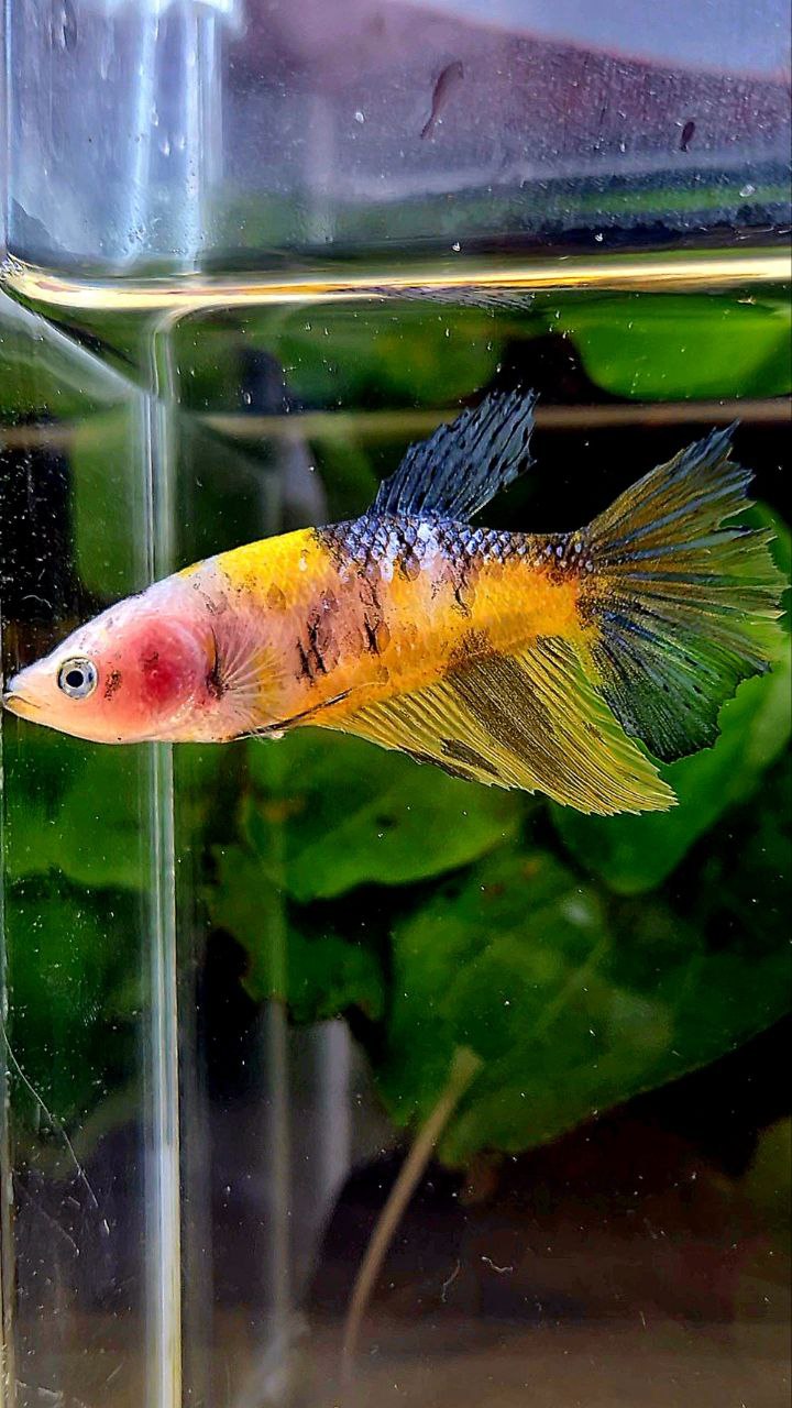 FEMALE HALFMOON YELLOW KOI MULTICOLOR BETTA FISH