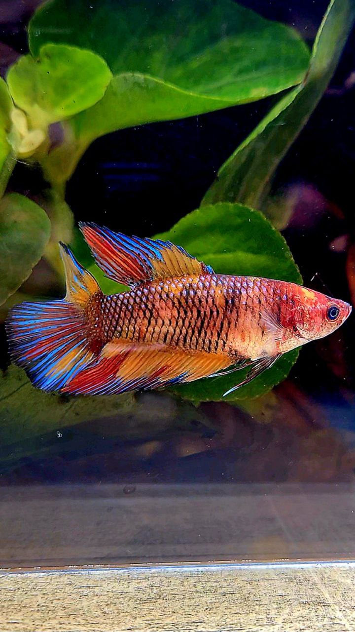 FEMALE VEILTAIL DOUBLE TAIL METTALIC MULTICOLOR BETTA FISH