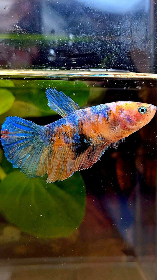 FEMALE HALFMOON MULTICOLOR BETTA FISH