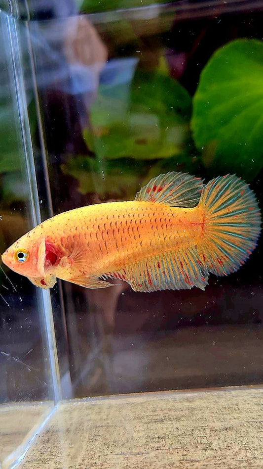 FEMALE PLAKAT YELLOW VANDA BETTA FISH