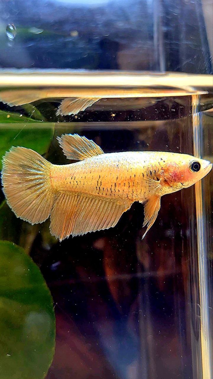 FEMALE HALFMOON GOLD MASCOT BETTA FISH