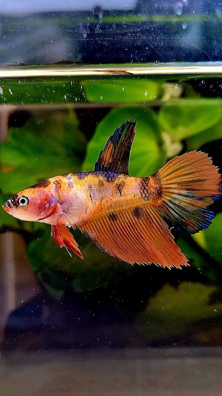 FEMALE HALFMOON ORANGE MULTICOLOR BETTA FISH