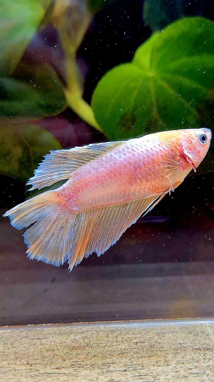 FEMALE HALFMOON DOUBLE TAIL PINK FLAMINGGO BETTA FISH