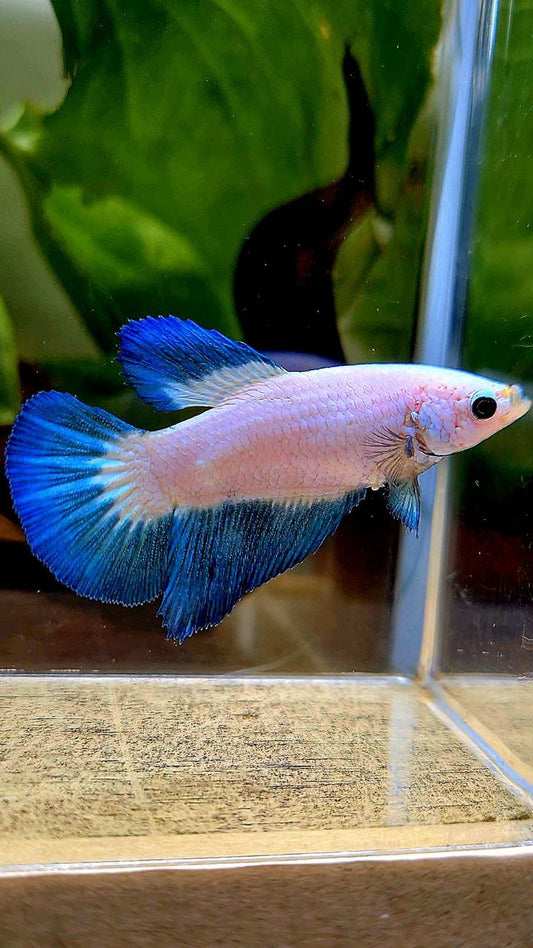 FEMALE HALFMOON BLUE RIM BICOLOR BETTA FISH