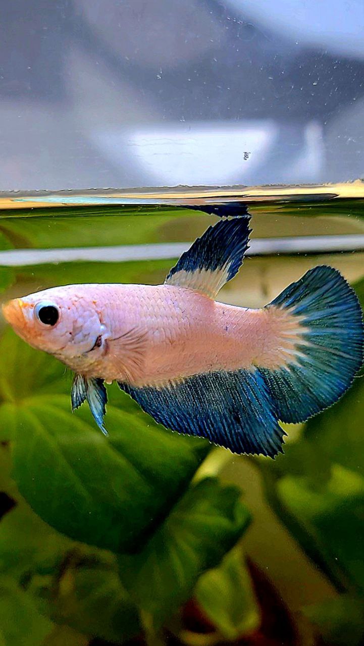 FEMALE HALFMOON BLUE RIM BICOLOR BETTA FISH