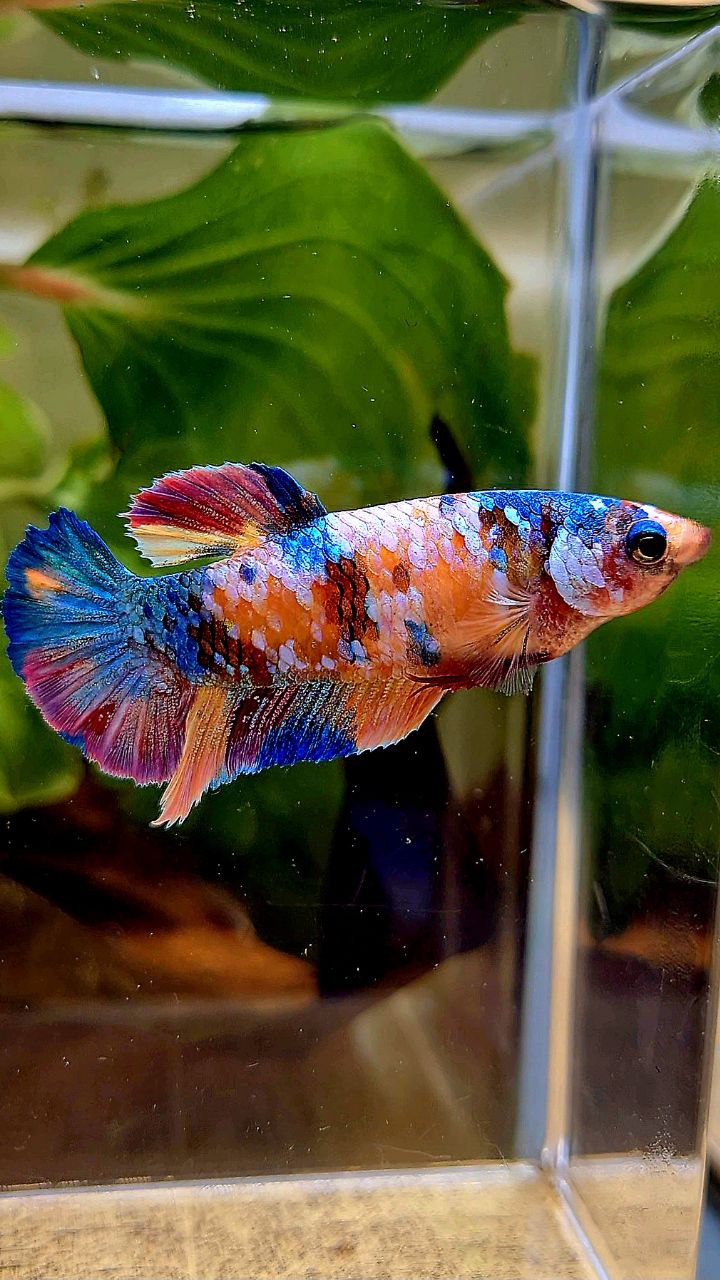 FEMALE PLAKAT RAINBOW ORANGE GALAXY MULTICOLOR BETTA FISH