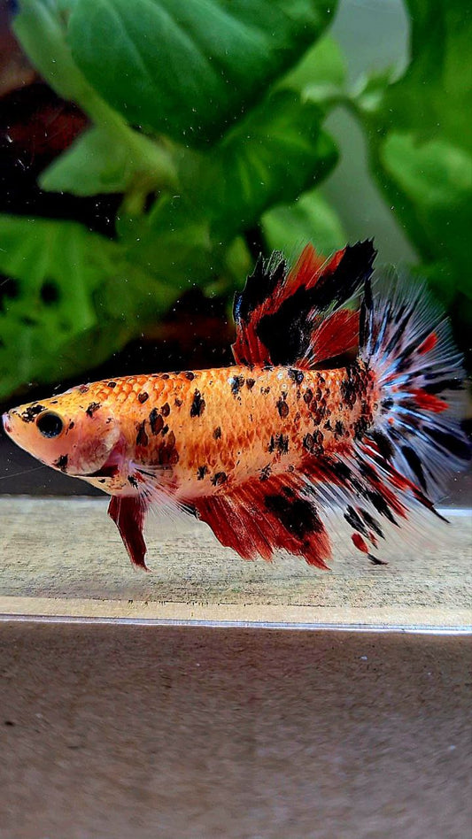 FEMALE HALFMOON ROSETAIL KOI TIGER MULTICOLOR BETTA FISH