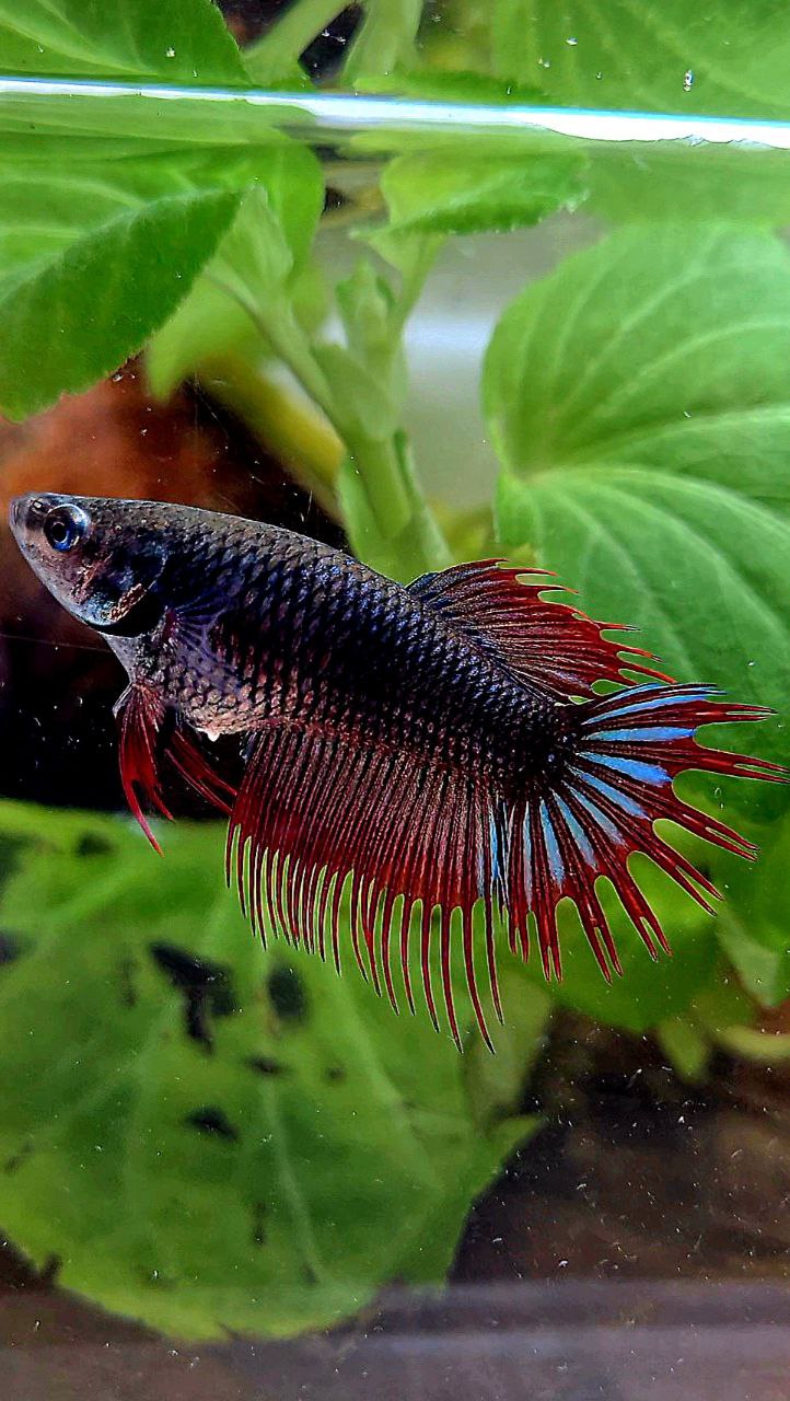 FEMALE KING CROWNTAIL BLACK RED VAMPIRE BETTA FISH