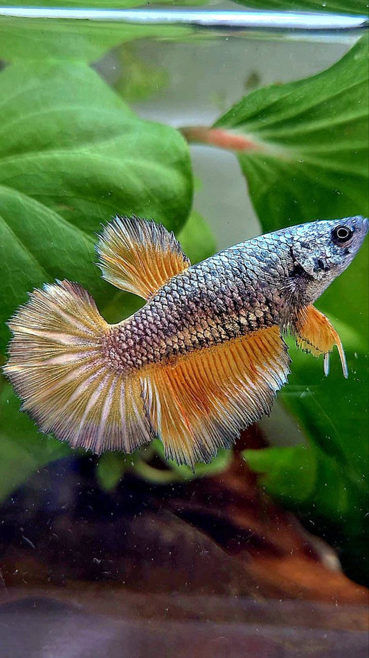 FEMALE HALFMOON ROSETAIL COPPER ARMY YELLOW PATTERN BETTA FISH